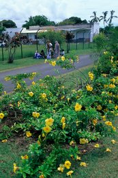 Allamanda;-Botany;-Bush;-Comoros-Archipelago;-France;-Indian-Ocean;-Kaleidos;-Kaleidos-images;-La-parole-à-limage;-Laurent-Abad;-Mayotte;-Nature;-Path;-Stories-Pictures;-Yellow-flowers
